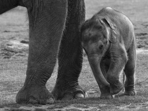 baby asian elephant